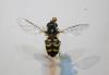 83710 – Photo : Valentin Nidergas – France (73)