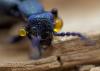 83595 – Photo : Francois Diemert – France (44)