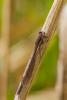 83682 – Photo : Vecho – France (85)