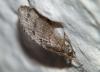 83600 – Photo : Jean-Jacques PORTENEUVE – France (43)
