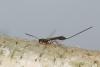 83763 – Photo : Michel Renou – France (91)