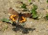 83029 – Photo : Pierre SENGEZ – France (60)