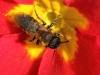 83560 – Photo : patrick derennes – France (94)