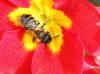 83561 – Photo : patrick derennes – France (94)