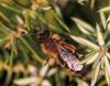 83418 – Photo : patrick derennes – France (91)