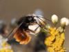 83110 – Photo : patrick derennes – France (91)