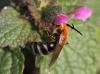 83449 – Photo : patrick derennes – France (91)