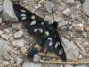 83012 – Photo : Prisca – France (05)