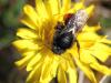 83394 – Photo : patrick derennes – France (77)