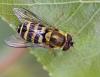 83700 – Photo : patrick derennes – France (94)
