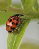 83703 – Photo : patrick derennes – France (94)