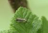 83910 – Photo : Dominique THAUVIN – France (45)