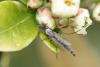 83909 – Photo : Dominique THAUVIN – France (45)