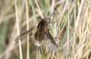 83476 – Photo : lauriaut – France (84)