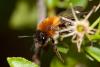 83742 – Photo : Jean-Laurent HENTZ – France (30)