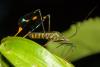 83064 – Photo : Isabelle Guillard – Guyane française