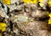 83499 – Photo : jean louis Besson – France (06)
