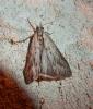 83761 – Photo : Yannick Mourgues – France (04)