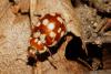 83406 – Photo : f vanhille – France (95)