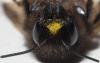 83390 – Photo : Philippe Legros – France (94)