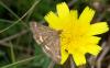 83054 – Photo : Amaury de la Pinsonnais – France (44)