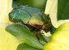 83056 – Photo : Amaury de la Pinsonnais – France (44)