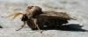 83286 – Photo : Amaury de la Pinsonnais – France (44)