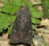 83937 – Photo : Amaury de la Pinsonnais – France (44)