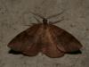 83774 – Photo : Bouteloup – France (64)