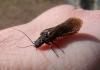 Sialis sp.