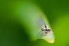 83654 – Photo : Vecho – France (85)