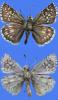 83301 – Photo : jeromebubu – France (66)