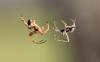 83339 – Photo : Gilles SALAMA – France (81)