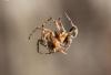 83340 – Photo : Gilles SALAMA – France (81)