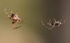 83341 – Photo : Gilles SALAMA – France (81)