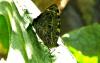 83462 – Photo : Michalke Friedrich – Mexique