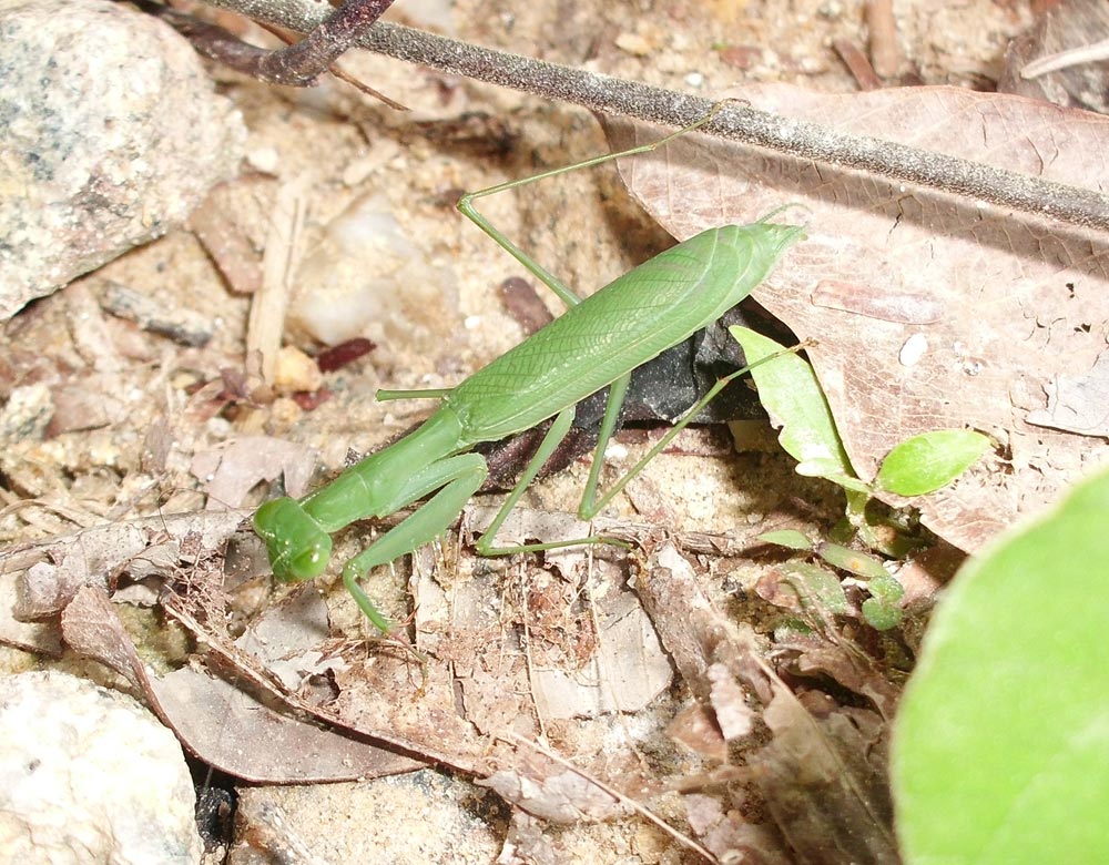 X.leen - Caliris sp. - réf. 83473 (1000 x 780 pixels, 182 ko)