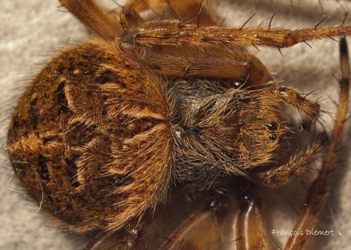 Anonyme - Agalenatea redii - réf. 83513 (709 x 506 pixels, 99 ko)