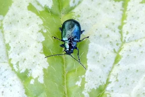 Altica sp.