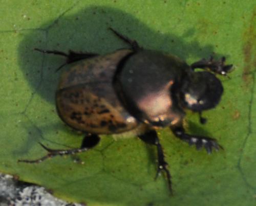 Onthophagus vacca