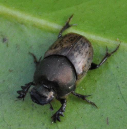 Onthophagus vacca