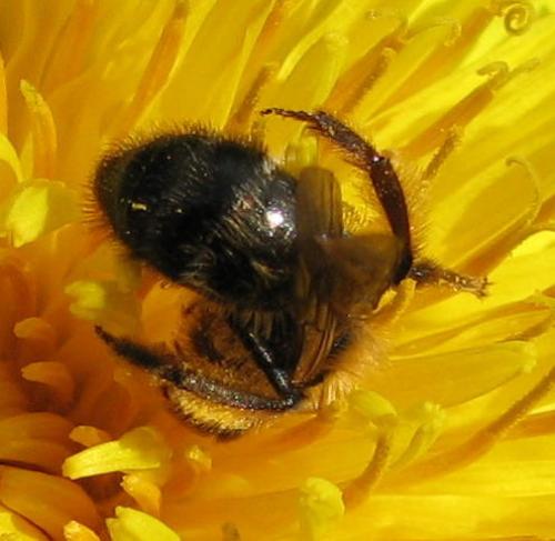 Andrena sp.