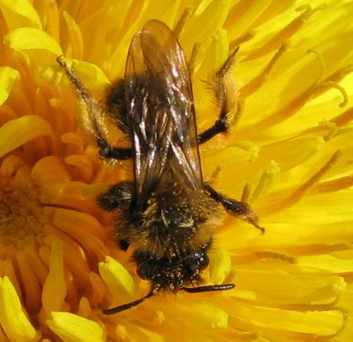 Andrena sp.