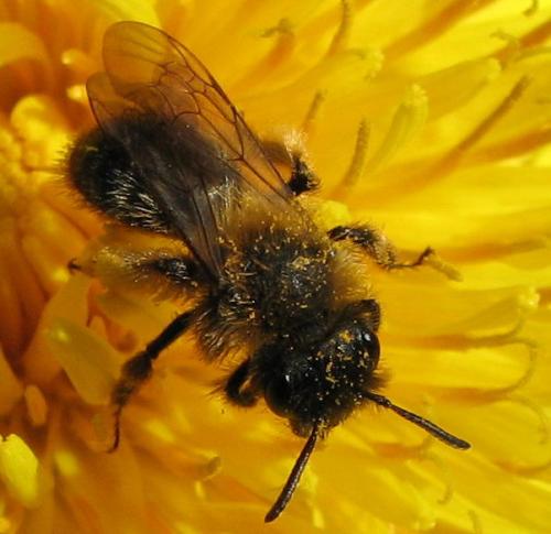 Andrena sp.
