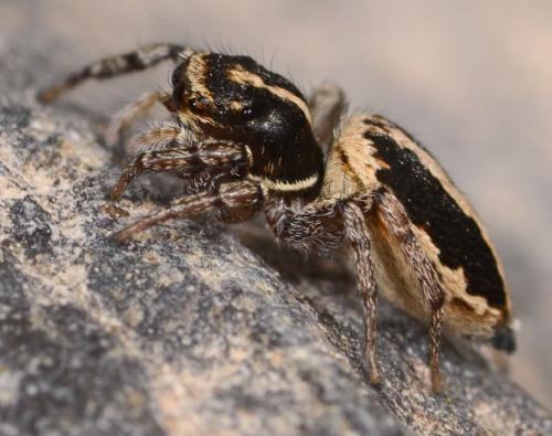 Réf. 84 686 : Heliophanus edentulus