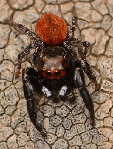 Réf. 84 809 : Pellenes diagonalis