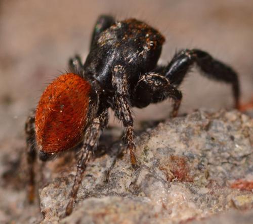Pellenes diagonalis