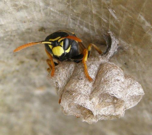 Polistes dominula