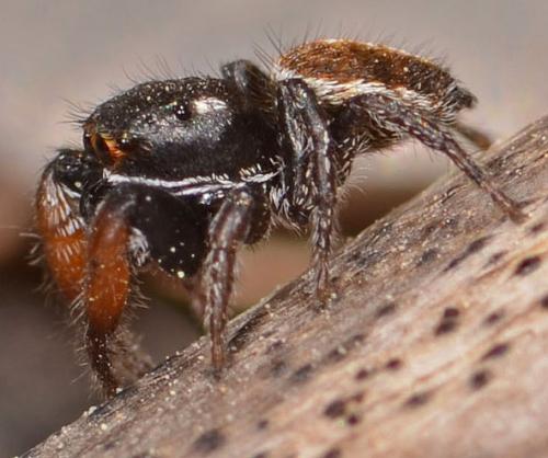 Pellenes sp.