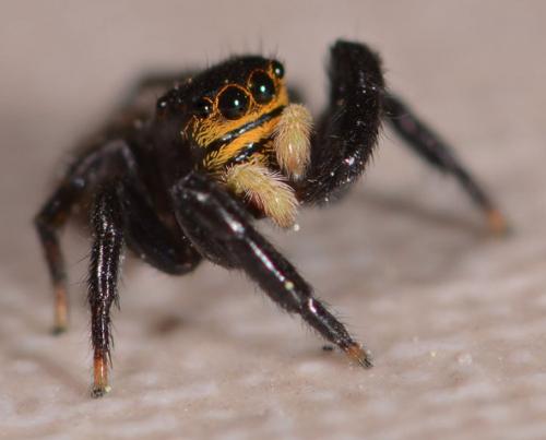 Euophrys herbigrada